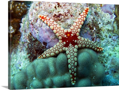 A starfish, the Maldives.