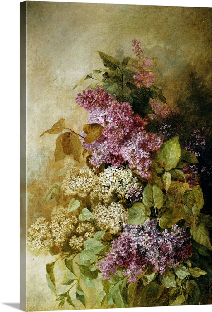 A Study Of Lilac By Claude Massmann