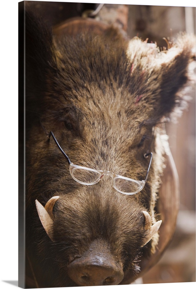 a stuffed wild boar wearing glasses outside a delicatessen in Sienna