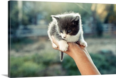 A three-week-old, blue-eyed kitten held in one hand.