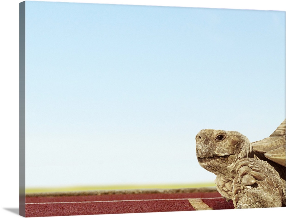 A tortoise at the starting line of a running track.