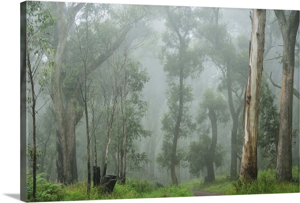 A tranquil morning in the Dandenong Ranges National Park