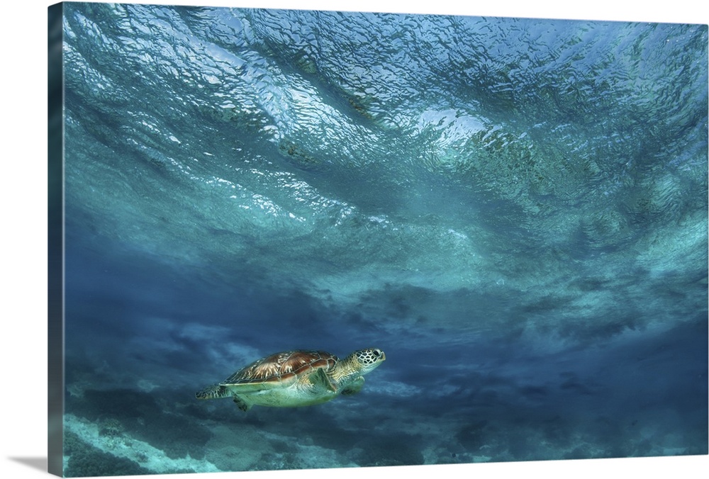 Sea turtle near the surface in bad weather.