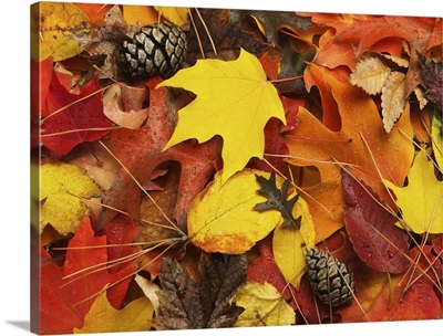 A variety of autumn leaves