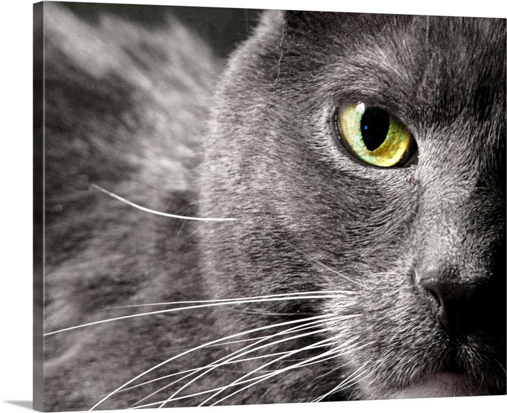 A very close creatively composed capture of a gray cat's face showing only one green eye, fur and whiskers