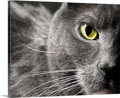 A very close image of a gray cat's face showing only one green eye, fur and whiskers