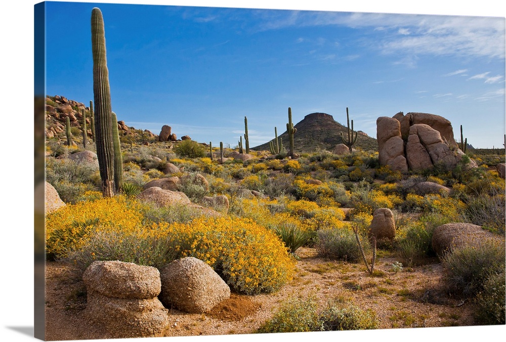 A view of Arizona's Sonoran desert with boulders, a mountain, cacti and flowering brittlebush, a sign of spring in this pa...