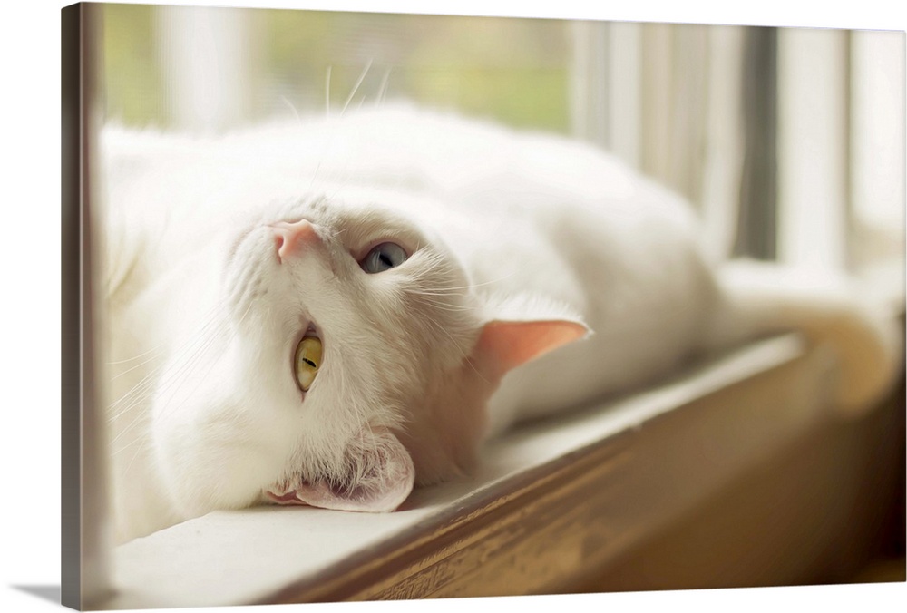 A beautiful white cat with one blue eye and one yellow eye lounging in a sunny windowsill on a warm afternoon.
