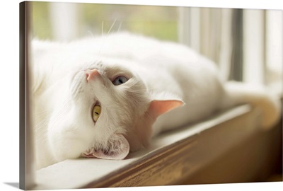 A white cat with one blue eye and one yellow eye lounging in a sunny windowsill
