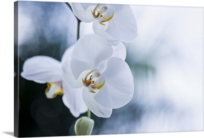 A white orchid in Brazil