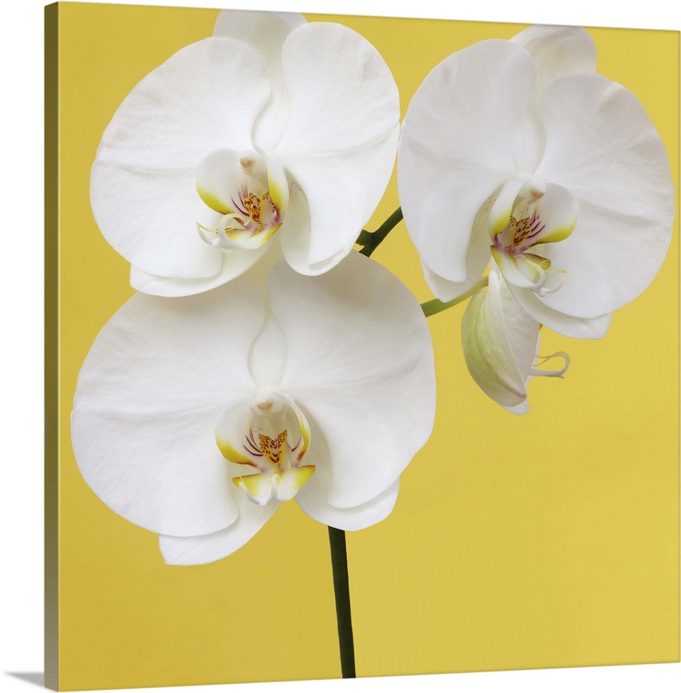 A white phalaenopsis orchid on a yellow background