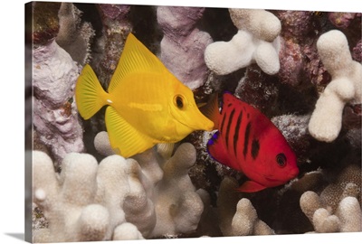 A Yellow Tang and a Flame Angelfish on a tropical coral reef.  Pacific Ocean
