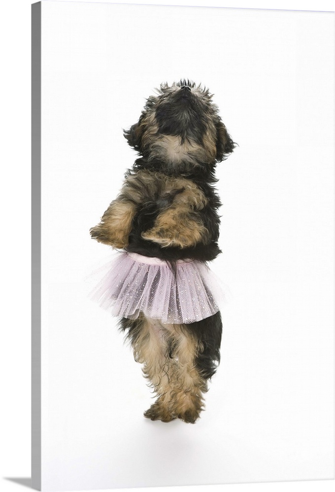 A Yorkie-poo puppy in a tutu on her hind legs.