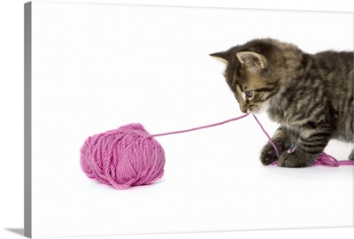 A young tabby kitten playing with a ball of wool.