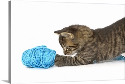 A young Tabby kitten playing with wool.