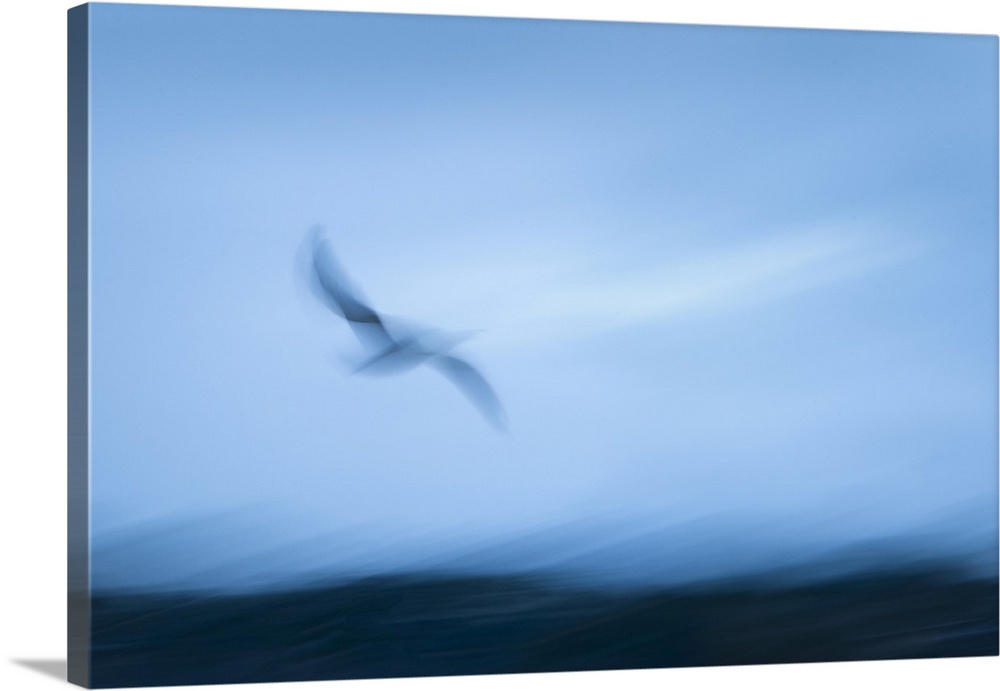 Abstract image of seagull flying towards the sea. Image captured using intentional camera movement technique for dreamy ef...