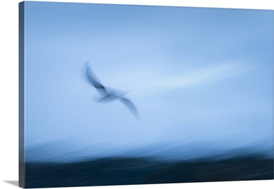 Abstract Image Of Seagull Flying Towards The Sea