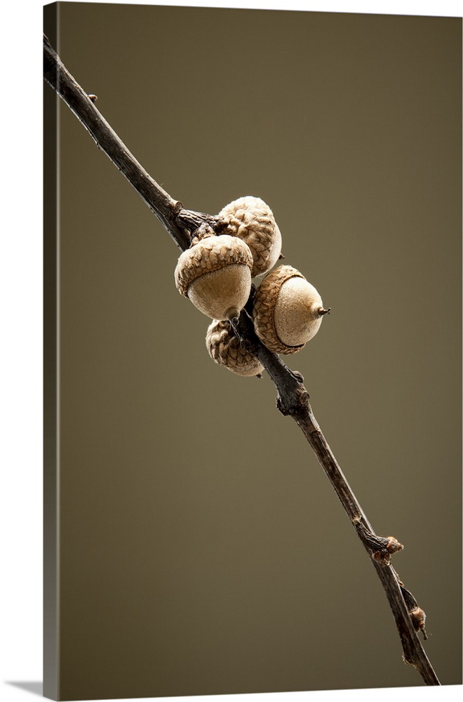 Acorns on a branch with a brown background in studio