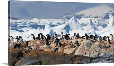Adelie penguin rookery, Yalour Islands