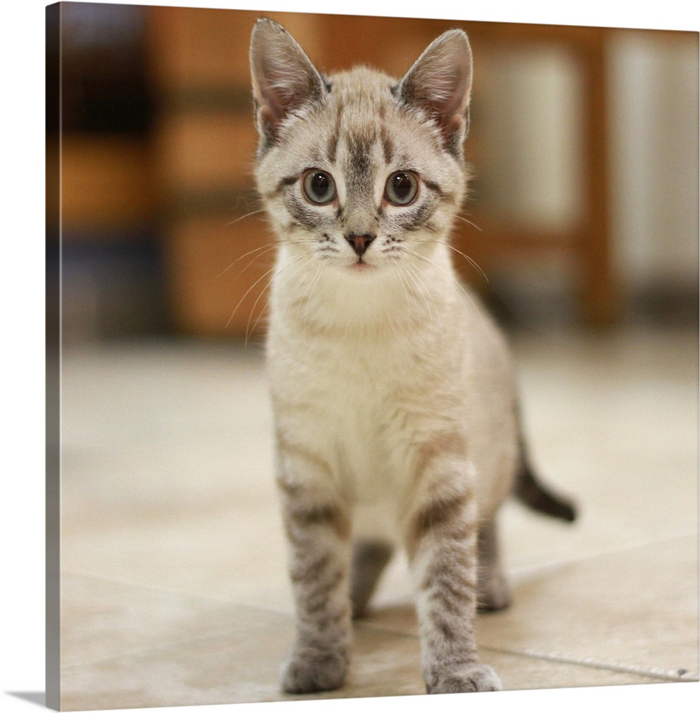 Simone kitten adoption stray rescue silver tabby