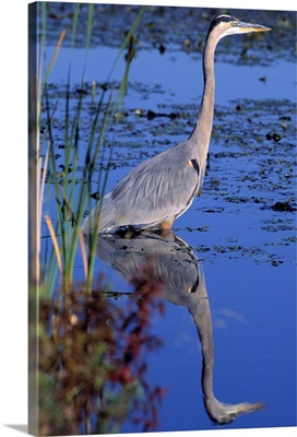 Adult great blue heron