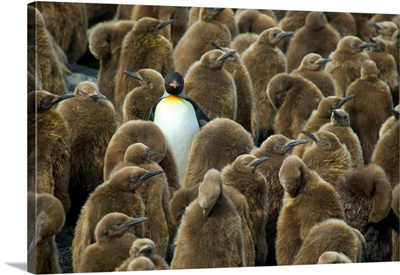 Adult King Penguin With Group Of Juveniles