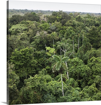 Aerial view of Amazon Rain forest, Ecuador