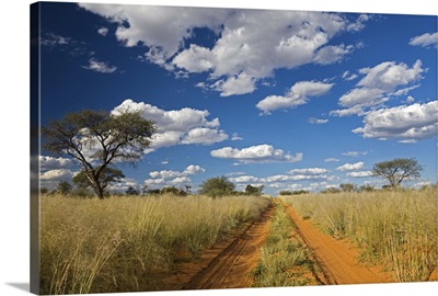 Africa, Botswana, Track through Kalahari Desert