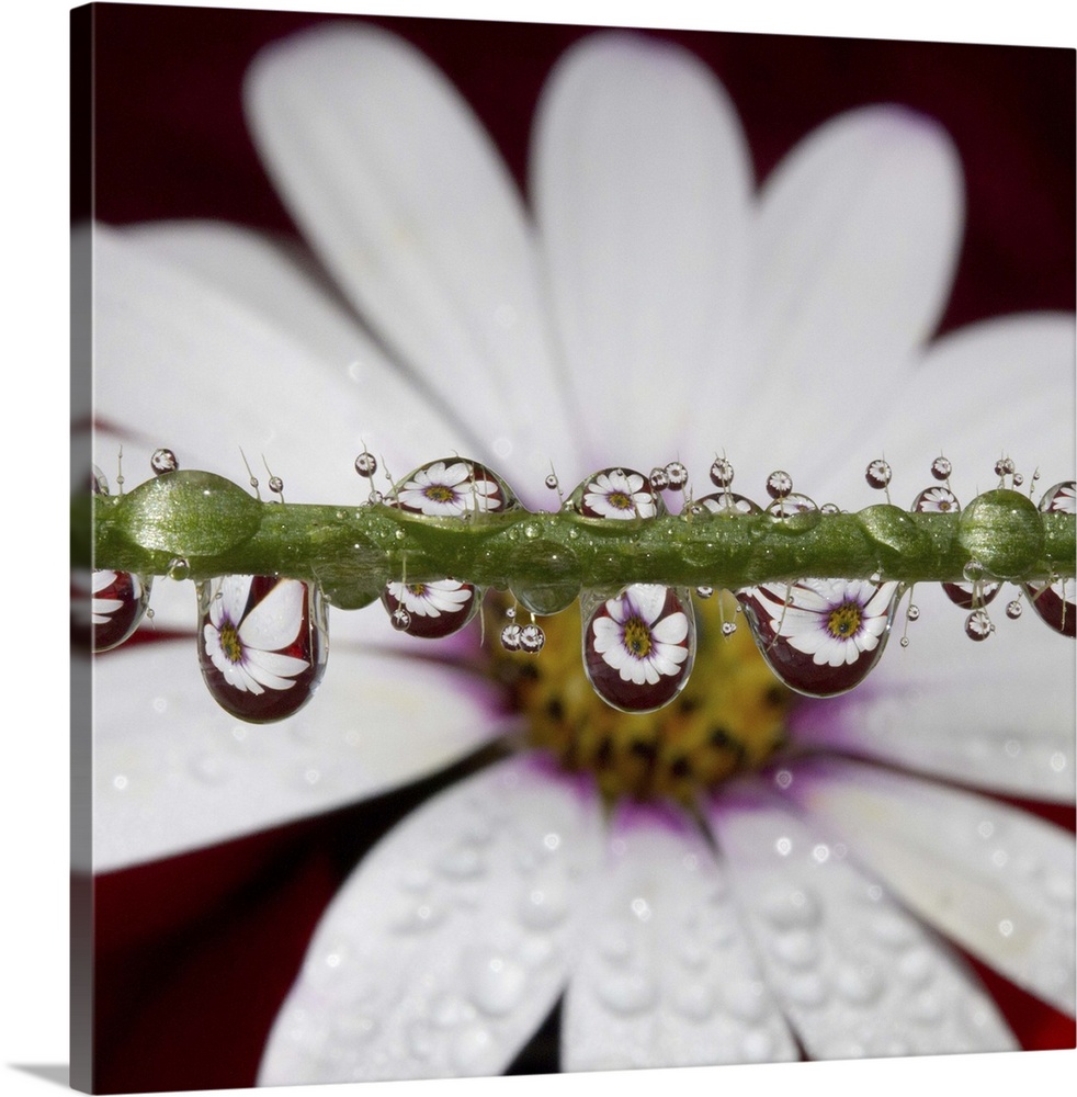African Daisy flower refracted in numerous tiny water drops on poppy flower stem.