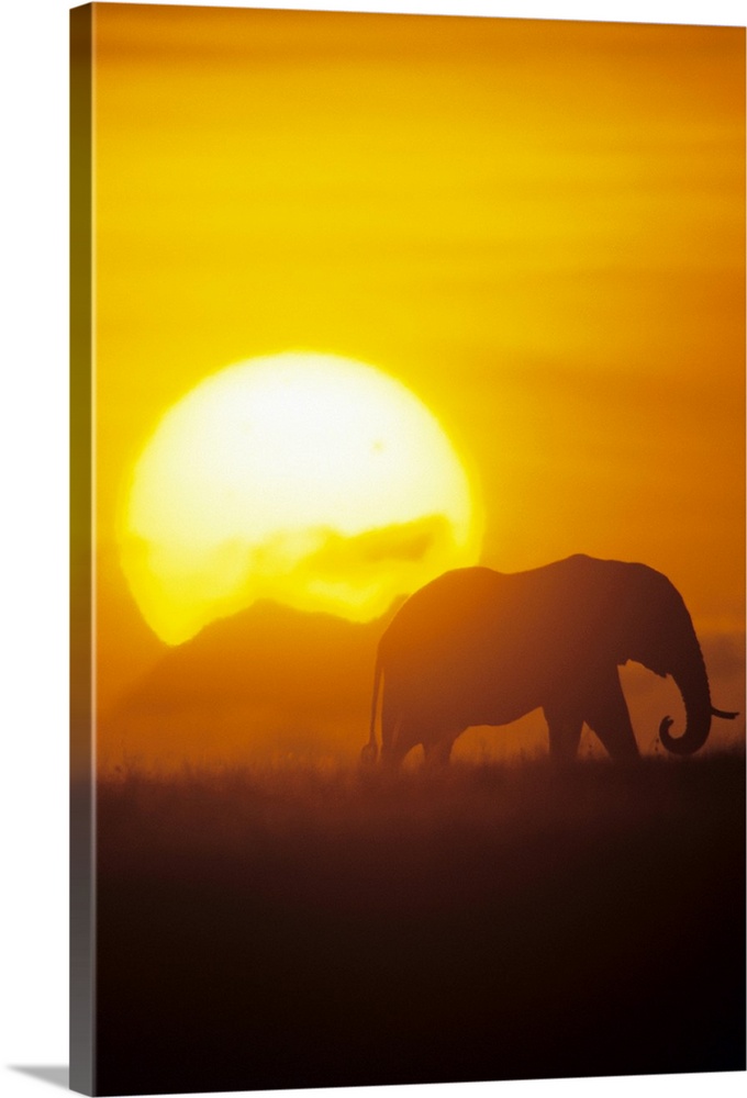 Vertical photo on canvas of the silohuete of an elephant walking through a field with a large sun in the distance.