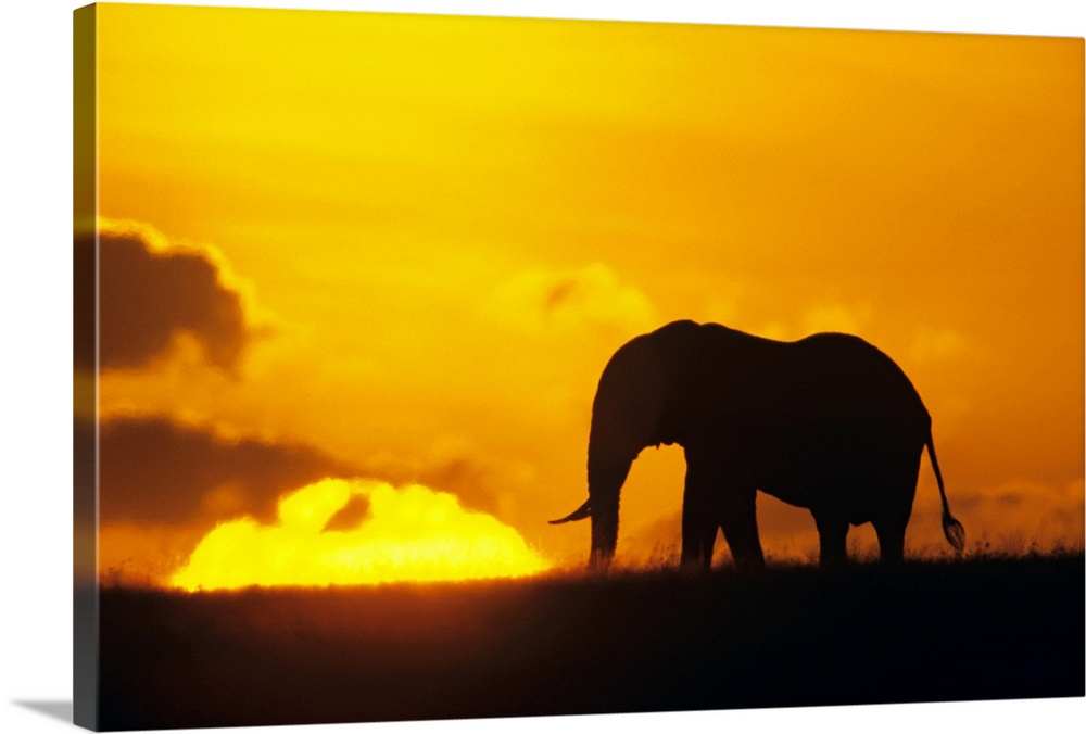 This wall art for the home or office is a wildlife photograph of an elephant contrasting against the brilliant morning sky.