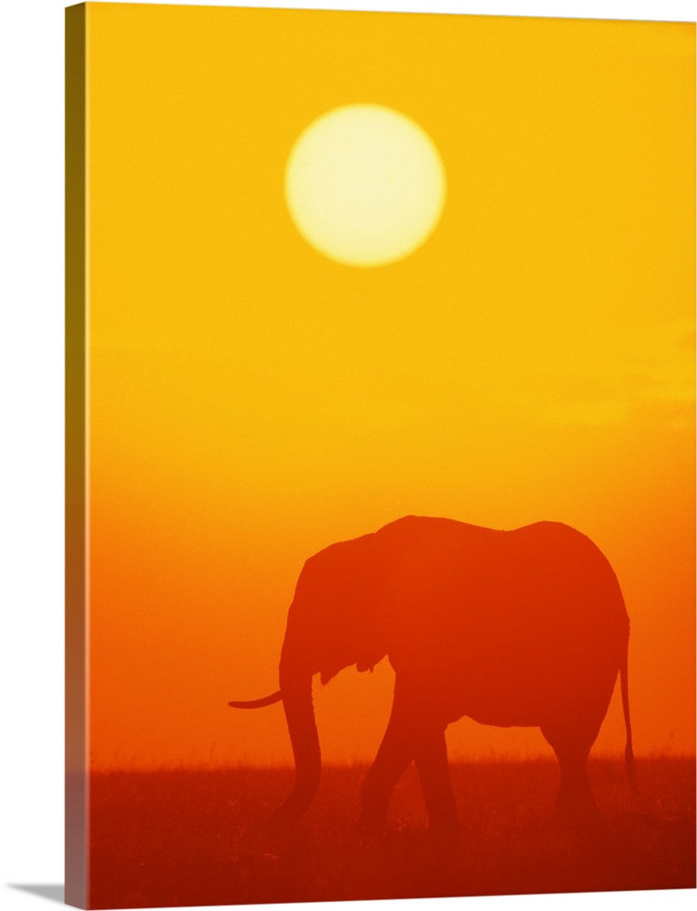 African elephant walking at sunset , Kenya , Africa