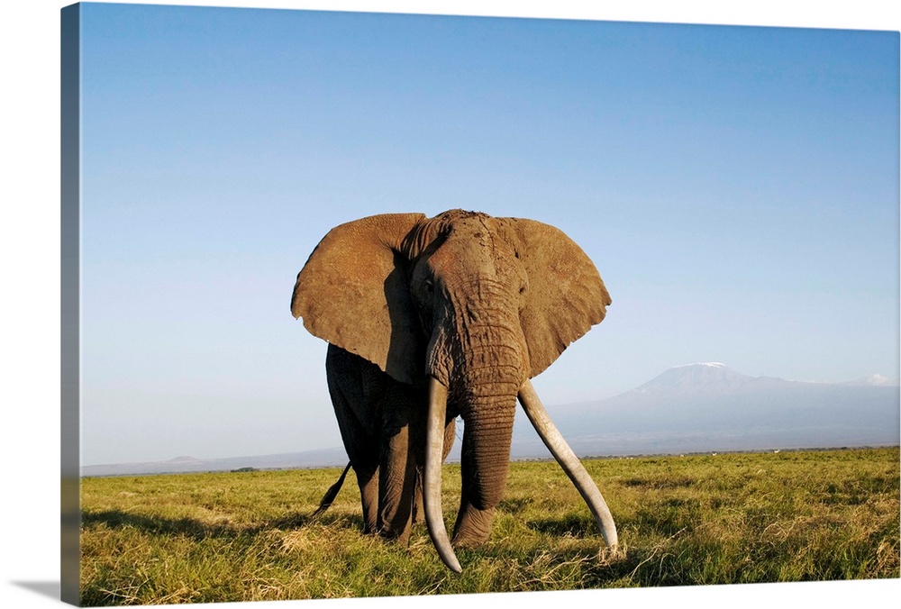 African Elephant With Large Tusks Solid-Faced Canvas Print