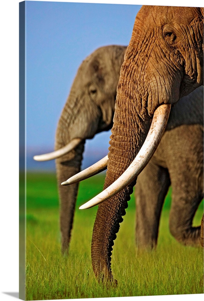 Two African elephant bulls at Amboseli National Park.