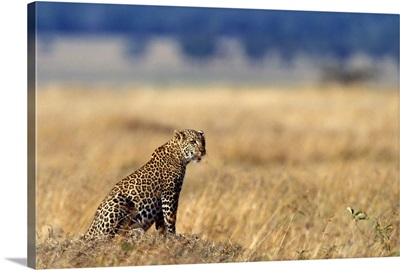 African leopard in grasslands, Kenya, Africa