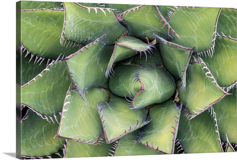 USA, California, Sanata Barbara, Santa Barbara Botanical Garden, Agave