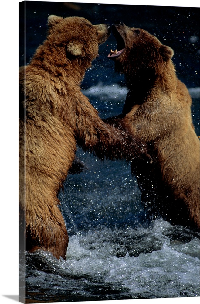 Alaskan Brown Bears In Brooks River