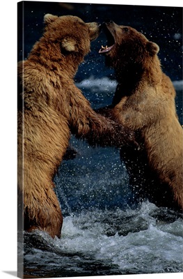 Alaskan Brown Bears In Brooks River