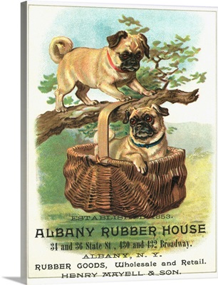 Albany Rubber House Advertisement