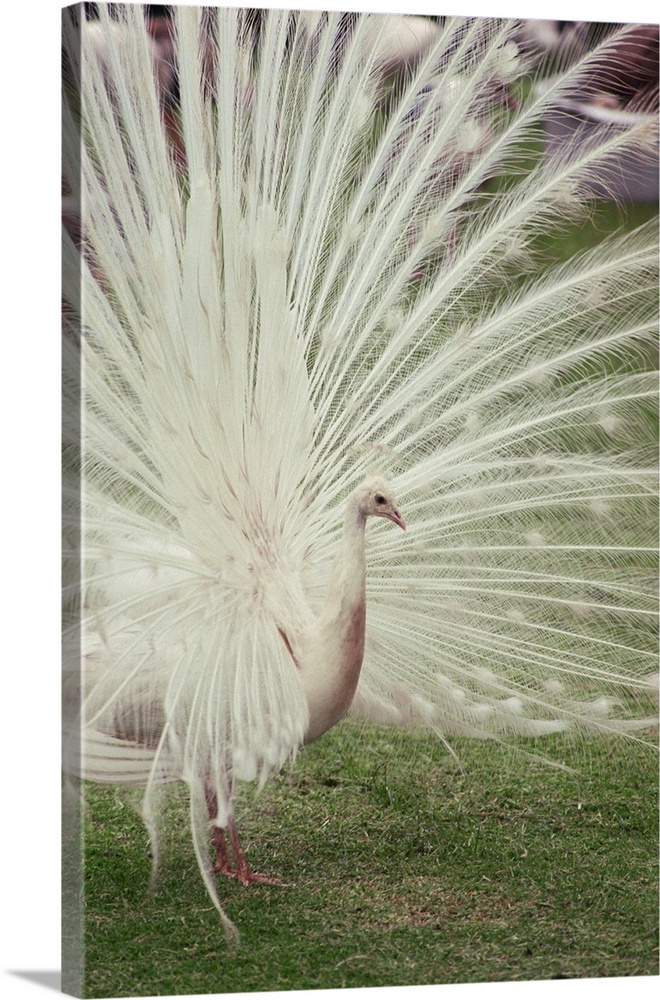 Albino peacock with fanned out tail
