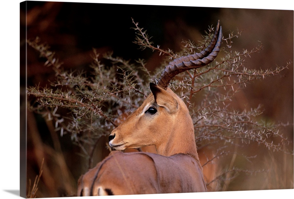 A male impala feeding in the savanna at sunset in Pilanesberg National Park in South Africa.