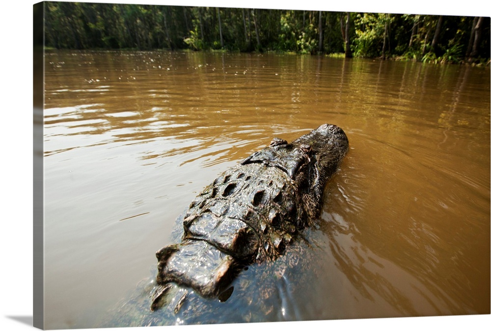 USA, Louisiana, Slidell, American Alligator (Alligator mississippiensis) in Pearl River on Honey Island Reserve on summer ...