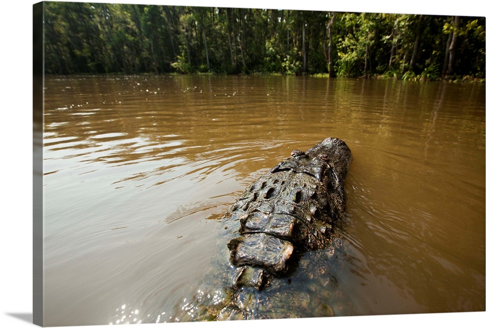 American Alligator (Alligator mississippiensis) in Pearl River on Honey Island Reserve on summer morning, Slidell, Louisiana.