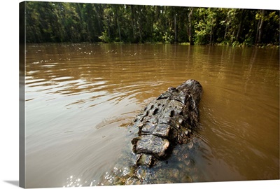 Alligator In Honey Island Swamp In Louisiana