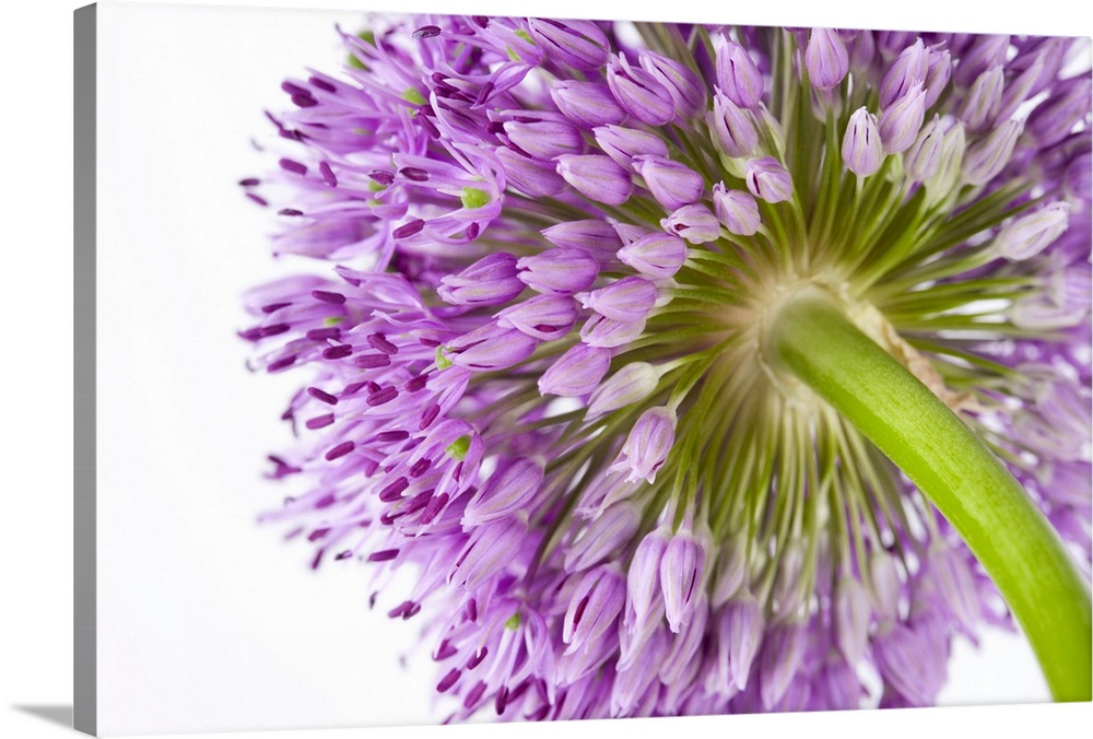 Landscape, close up photograph from the underside of a blooming allium flower, on a solid white background.