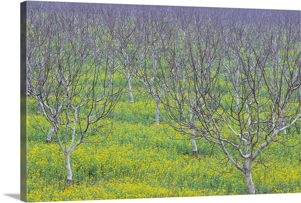 Almond Grove And Wild Mustard Plants