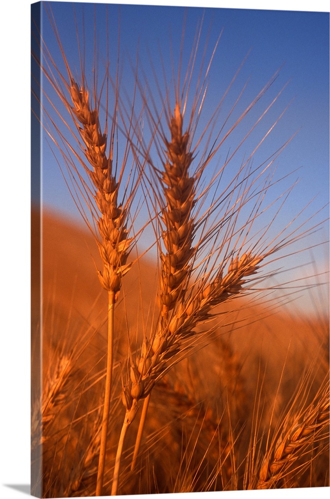 close-up of three wheat grains