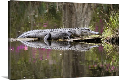 American alligator sunbathing, reflected in the calm swamp water.