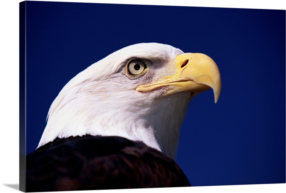 A mature American bald eagle named America.