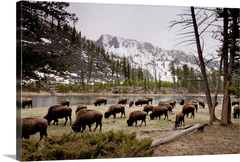American Bison Herd Grazing In Yellowstone National Park